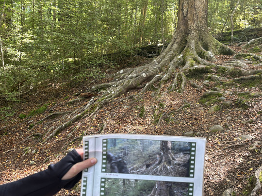 Red Carpet Tours-奥克兰中心地区必去景点