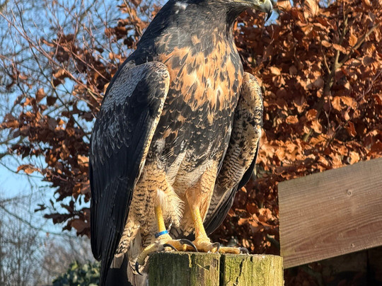 Topvogel-Diessen必去景点