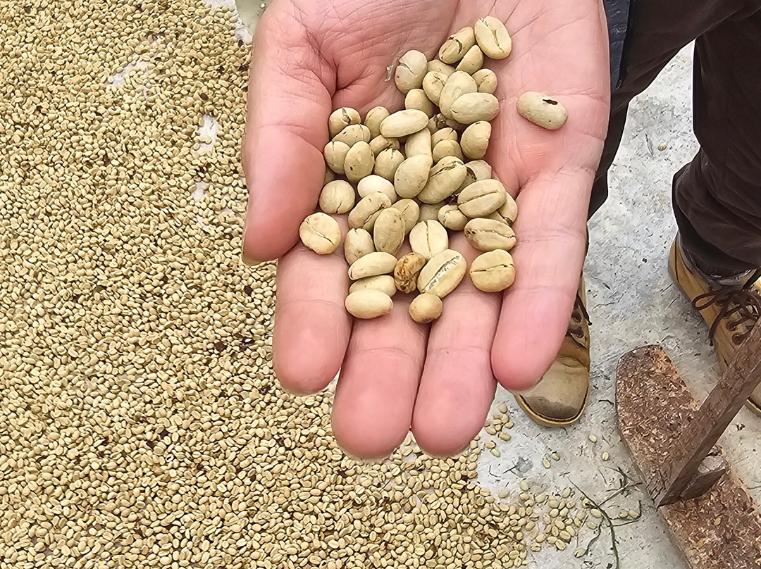 El Recuerdo Finca Cafetera Tradicional-萨伦托必去景点