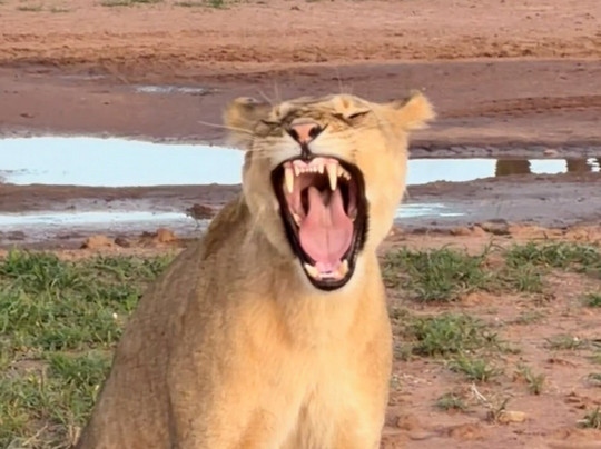 Tansania Reiseabenteuer SDL GmbH-柏林必去景点