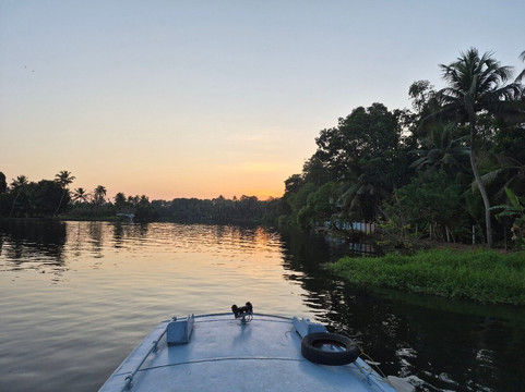 Sunsets and Palm Trees主图