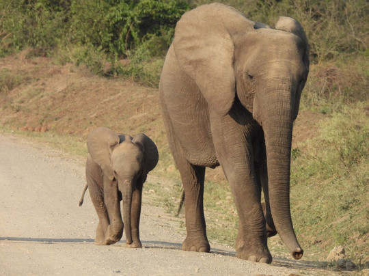 Rwizi Africa Expeditions-坎帕拉必去景点