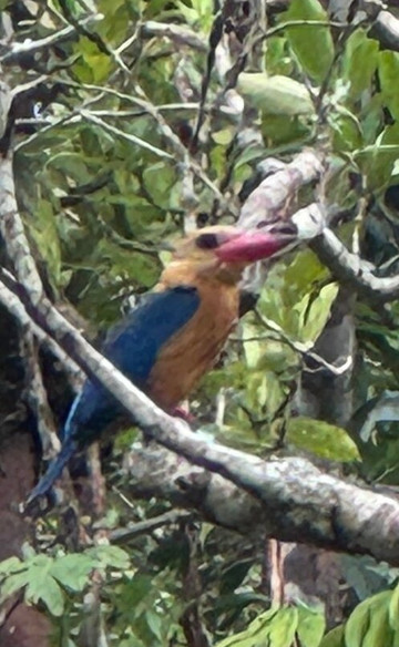 Local Guides - Tanjung Puting-Pangkalan Bun必去景点