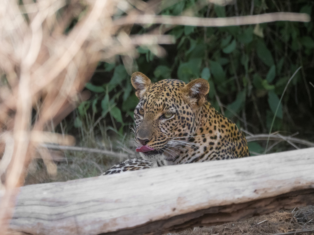 East Africa Adventure Tours and Safaris-马赛马拉国家野生动物保护区必去景点