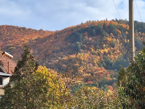 Pensiunea Roza主图