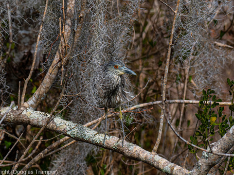 St. John's River Eco Tours, LLC-DeBary必去景点