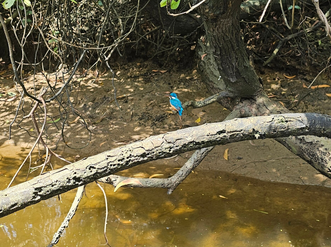 Poovar Backwater Cruise-Poovar必去景点