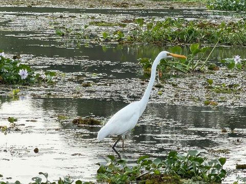 Kalametiya Lagoon Bird Sanctuary & Wetland Park-唐卡拉必去景点