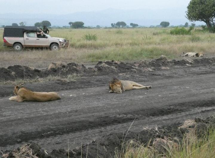 Seven Wonders Safaris-Usa River必去景点