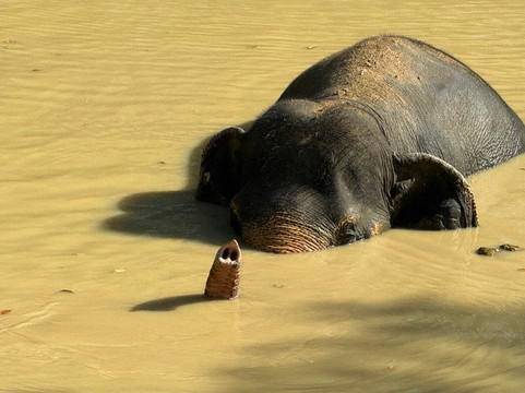Hidden Forest Elephant Reserve-查龙必去景点