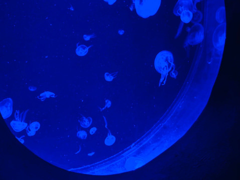 Malta National Aquarium-卡拉必去景点