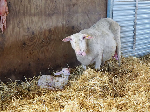 Green Dirt Farm-Weston必去景点