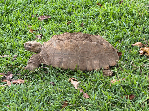Parrots in Paradise Sanctuary-基亚拉凯库亚必去景点
