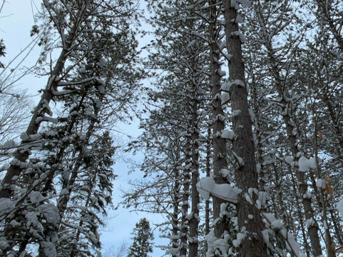 North Ridge Ranch - Dog Sledding-亨茨维尔必去景点