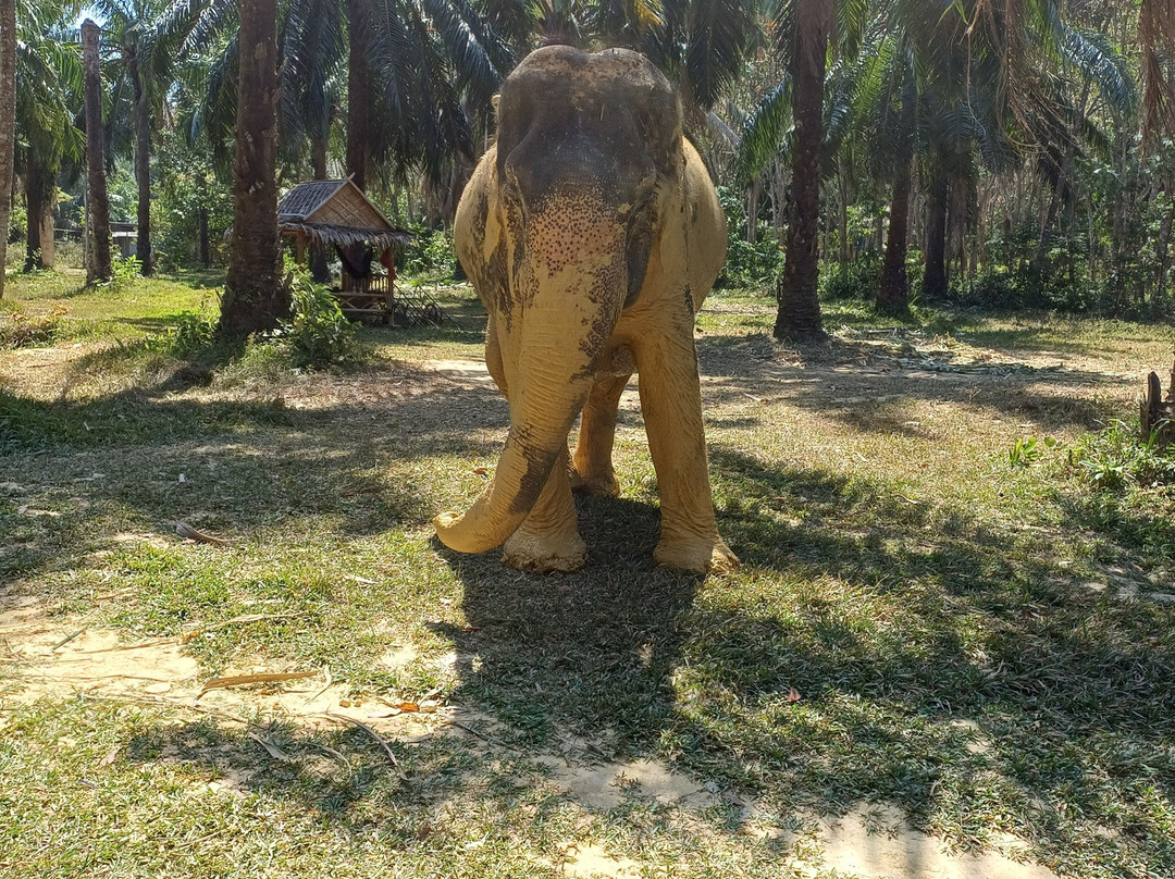 Lanta Elephant Sanctuary-兰塔岛必去景点