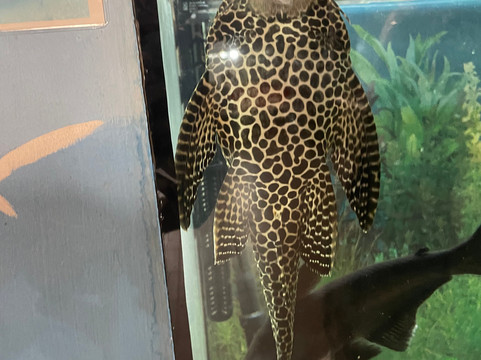 Zoo Ramnicu Valcea-勒姆尼库沃尔恰必去景点