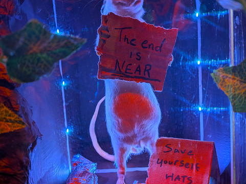 The Museum Of Curiosities-诺丁汉必去景点