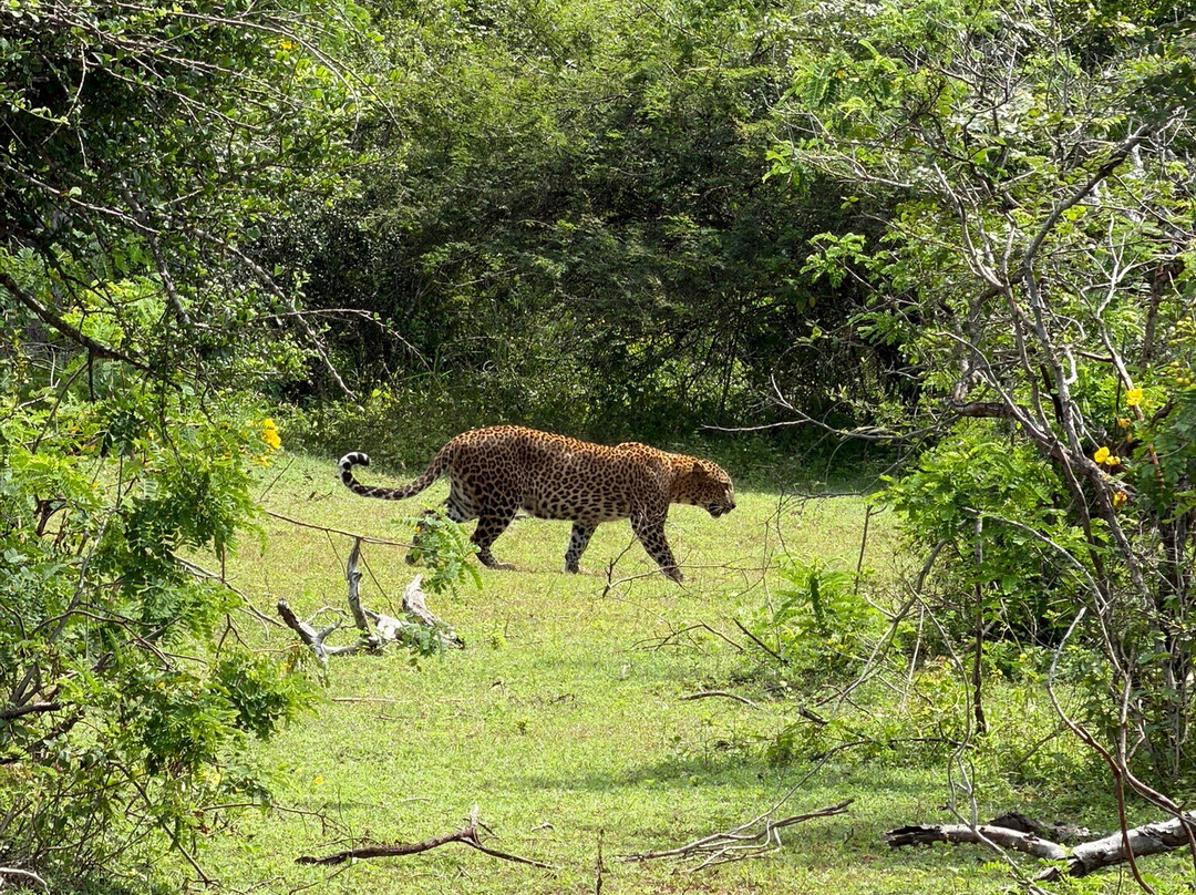 Yala Safari by WildQuest Tours-蒂瑟默哈拉默必去景点
