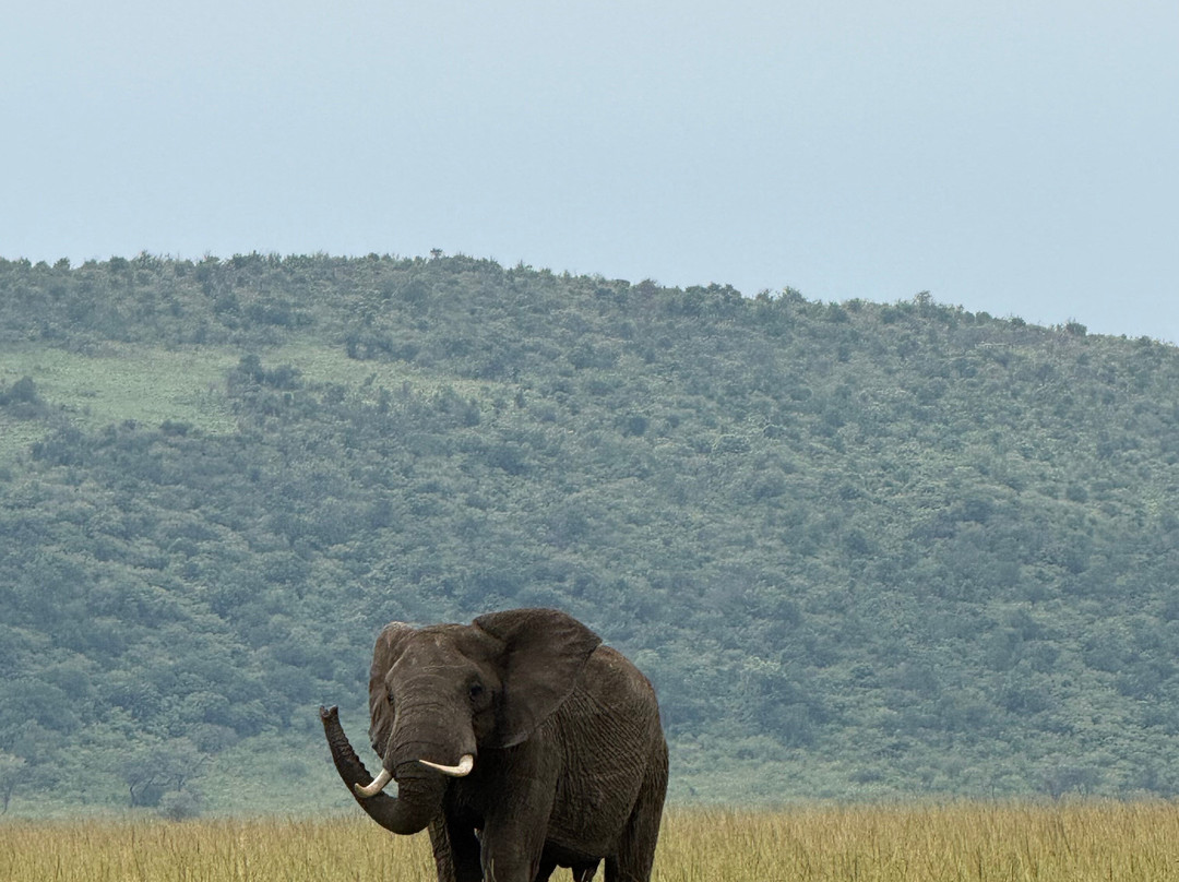 JungleRoam Safaris (Kenya)-内罗毕必去景点