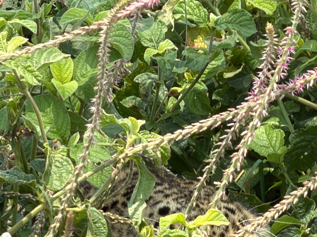 Shayona Safaris & Tours-姆万扎必去景点