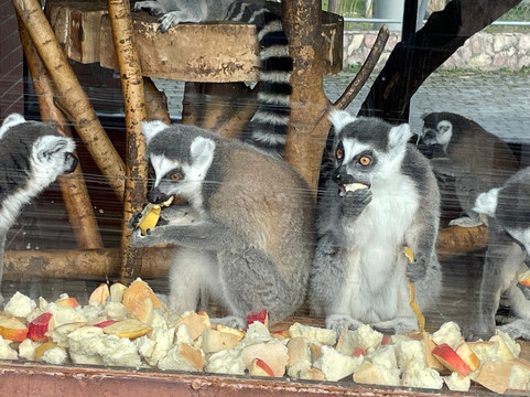 Skopje ZOO-斯科普里必去景点