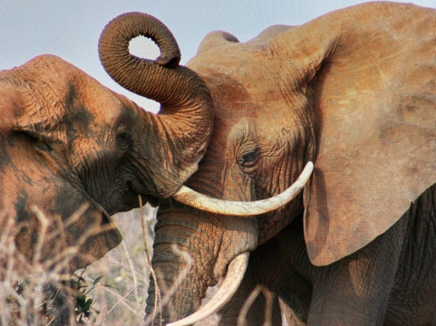 Kenya Safari Con Kassim Luigi-瓦塔木必去景点