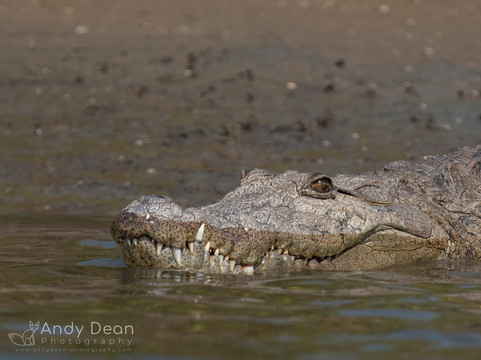 Gambian Bird Guide Ansuman Drammeh -  Best Boy Tours-塞瑞库达必去景点