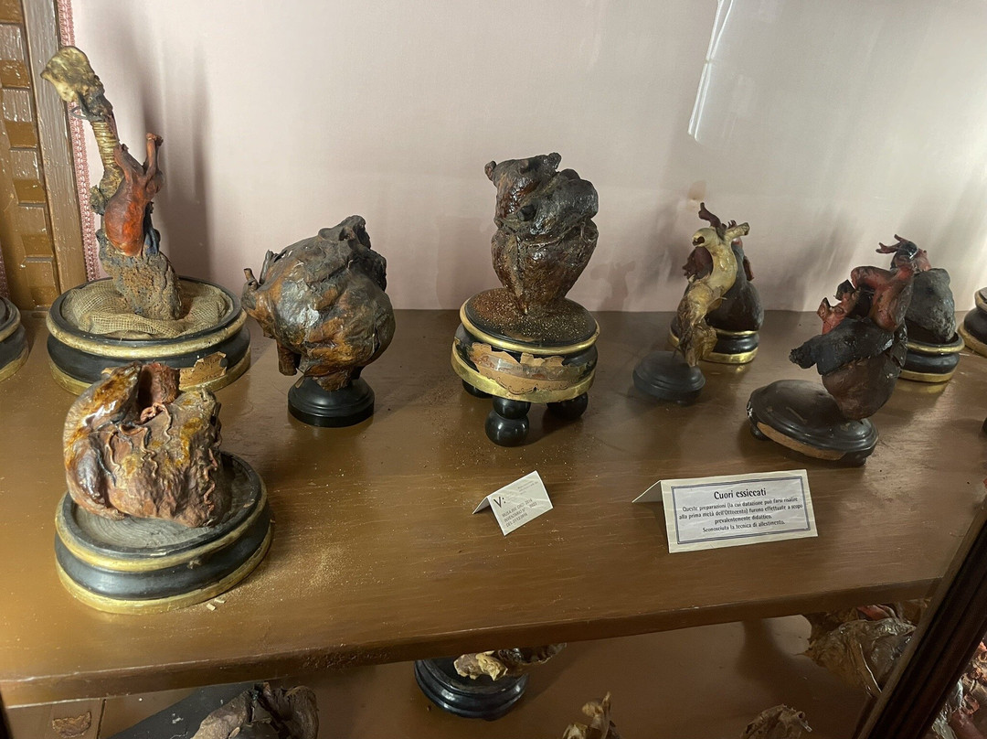 MUSA - Museo Universitario delle Scienze e delle Arti-那不勒斯必去景点