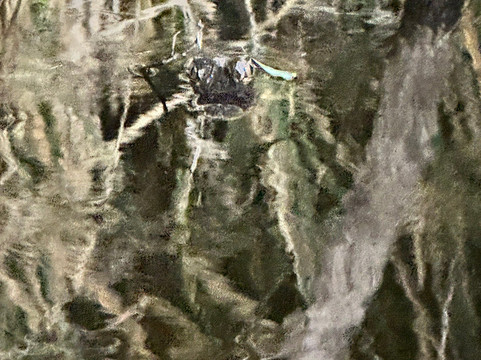 Everglades Adventure Tours-奥乔皮必去景点