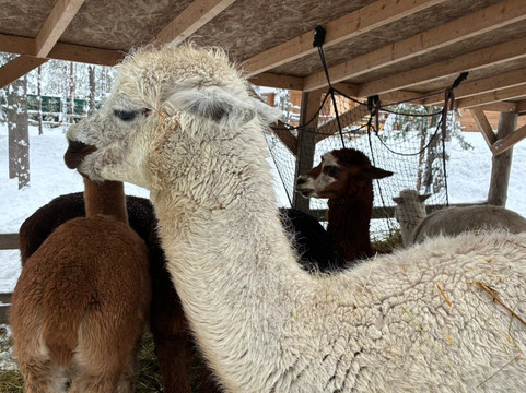 Santa's Pets Tallitontun Piha-罗瓦涅米必去景点