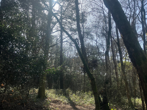 Ashdown Forest-Wych Cross必去景点