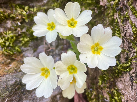 Bed & Breakfast Gabriella主图