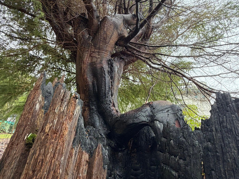 Pacific County Courthouse-South Bend必去景点