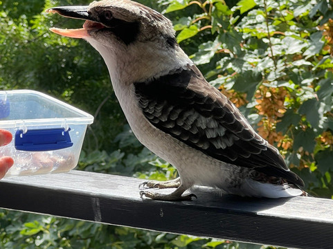 Hepburn Springs Brewing Co.-Hepburn Springs必去景点