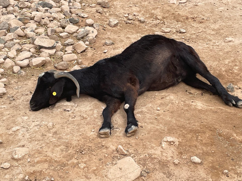 The Animal Academy-Antigua必去景点