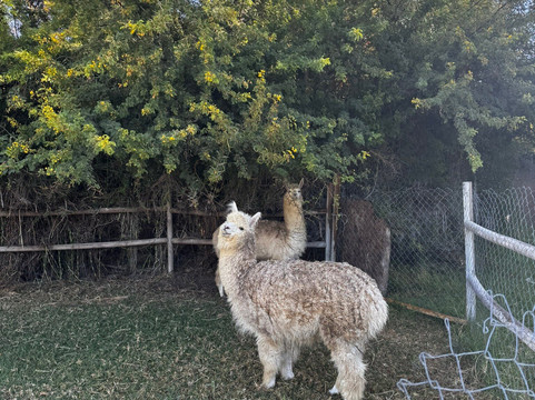 利马里酒店主图