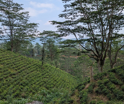 Sri Lankan Personal Drivers-科伦坡必去景点