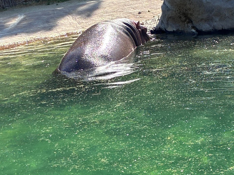 达拉斯动物园-达拉斯必去景点