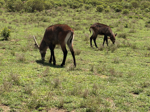 Wave remover Boat Tours Naivasha-Karagita必去景点