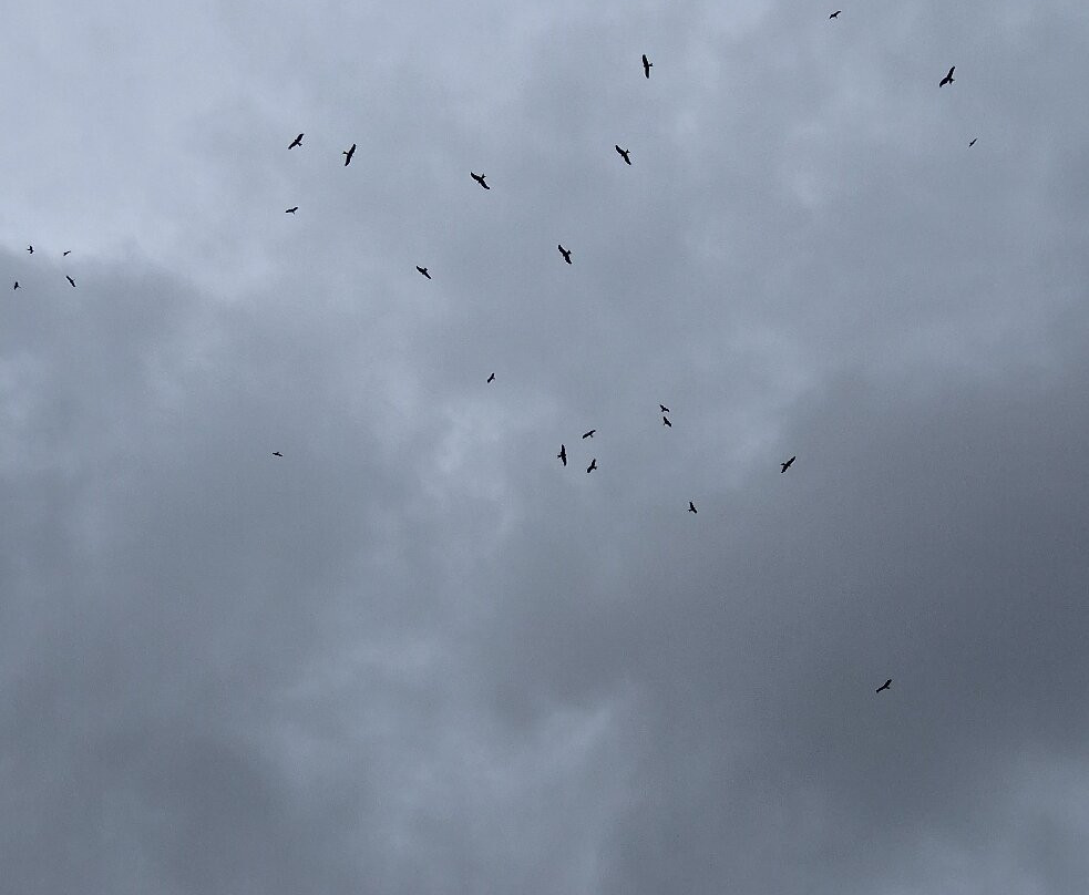 Bellymack Hill Farm - Kite Feeding Station-Laurieston必去景点
