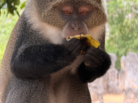 Mimmo Shaibu Kenya Safari-瓦塔木必去景点