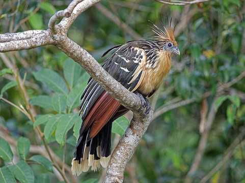 Wild Llanos Tours and Safaris-Yopal必去景点