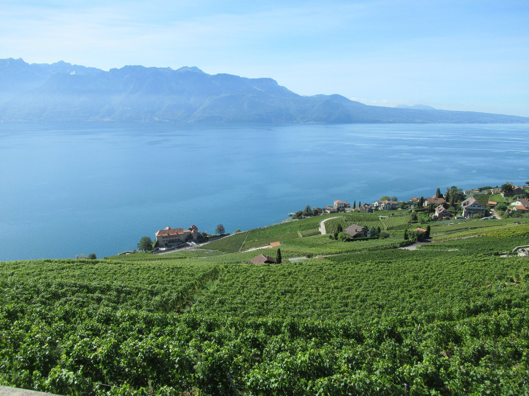 Photo Spot Lavaux