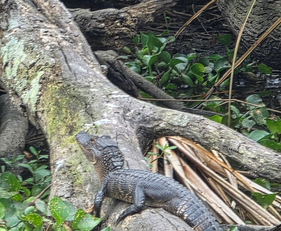 Zam's Bayou Swamp Tours-Kraemer必去景点