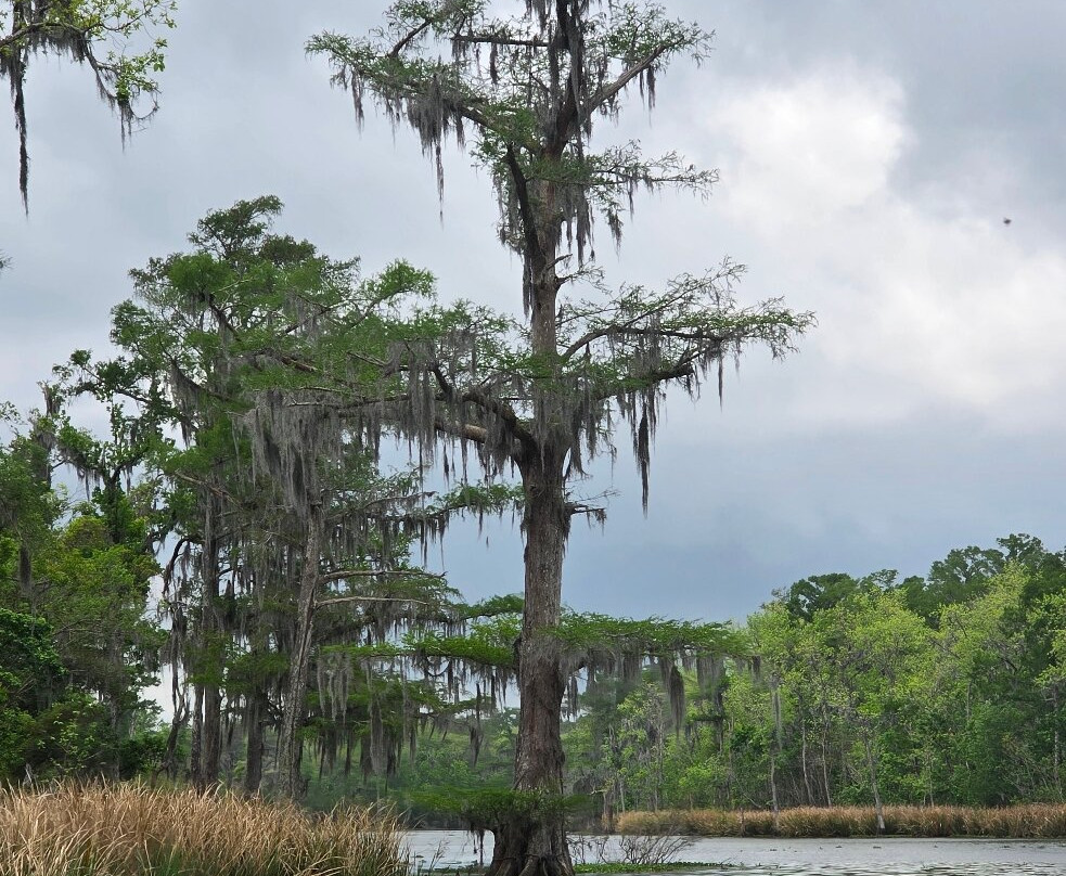 Zam's Bayou Swamp Tours-Kraemer必去景点