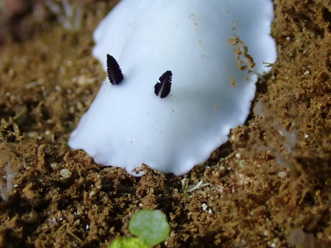 Maui Diamond Sea Sports-玛阿拉也亚必去景点