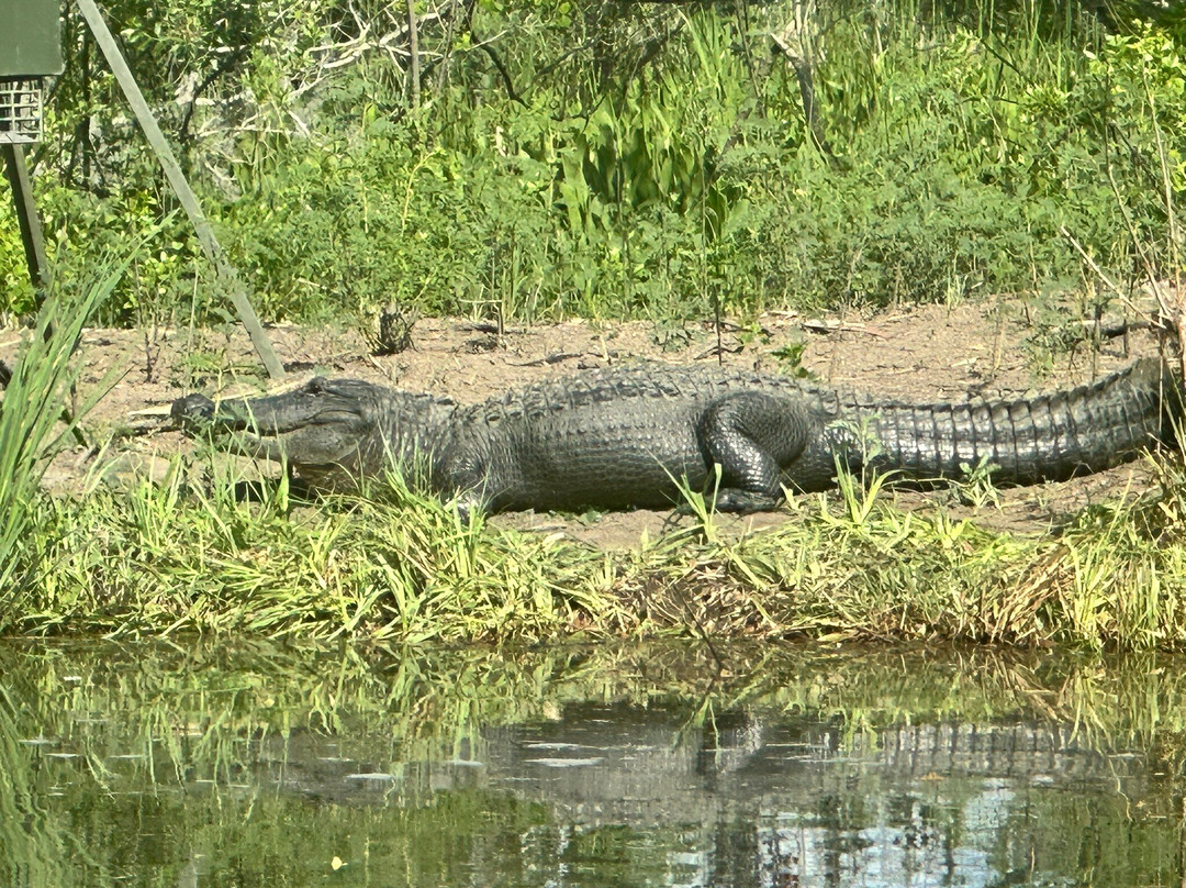 Airboat Adventures-Lafitte必去景点
