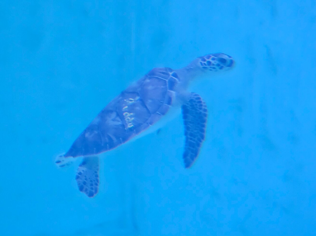 Sea Turtle, Inc.-南帕诸岛必去景点