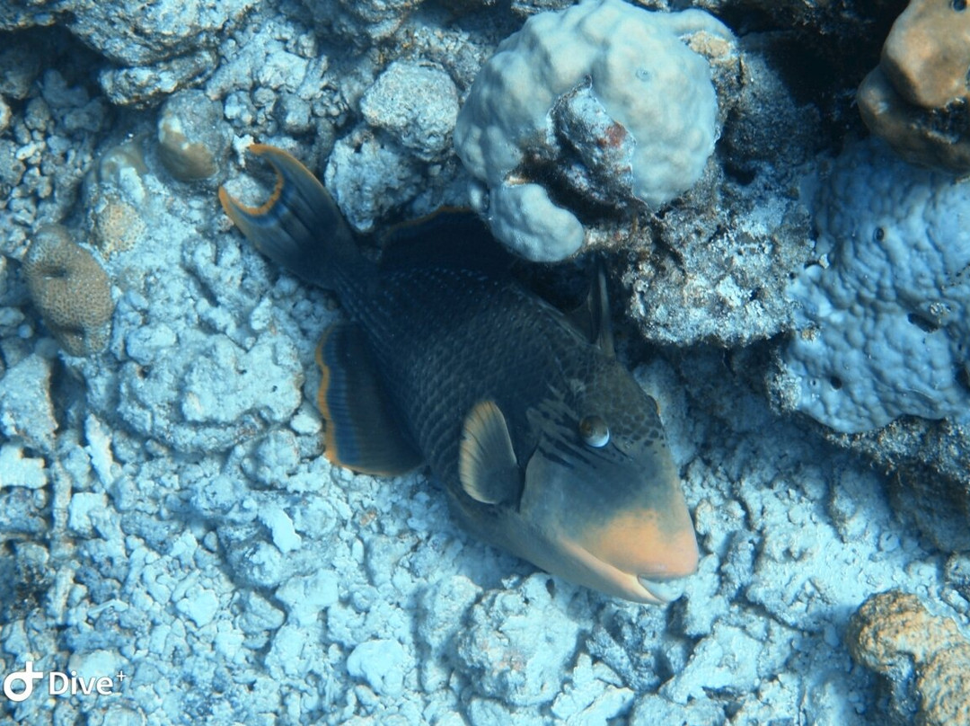 Euro-Divers Meeru-蜜月岛必去景点