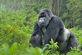 Gecko Safaris Rwanda - Day Tours-吉佳利必去景点